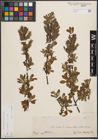 Foto von Salix cinerea L.